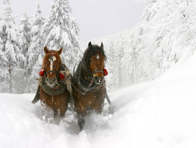 Romantische Pferdeschlittenfahrt in Filzmoos